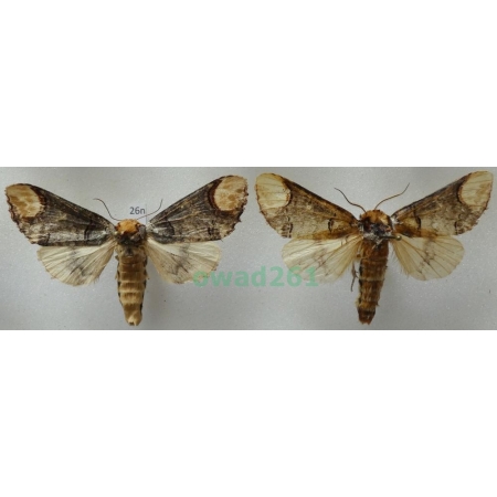 Phalera bucephala (Linnaeus, 1758) pair Poland26n